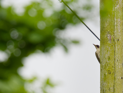 Thumbnail of Green Woodpecker